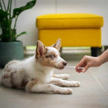 Farmaci veterinari: novità in termini di apertura alle vendite online e limitazioni pubblicitarie